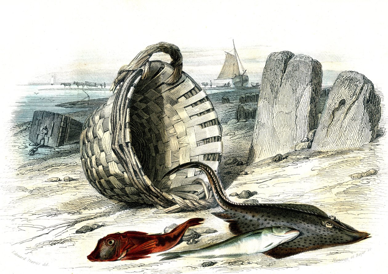 Trigle grondin (Trigle cuculus), vékonybajszú tőkehal (merlangius merlangus), raie grondin (dipturus batis) – Bernard Germain de Lacepede (1856-1925) által a Histoire Naturelle-ből kivont lemez, P.Furme kiadás, Párizs alkotó: French School