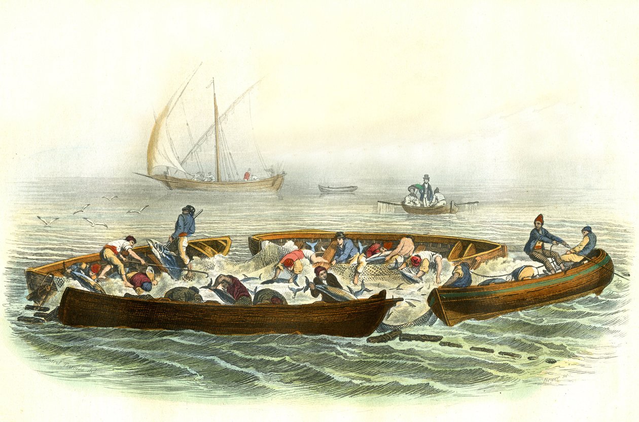 Tuna fishing or magrague - Plate extracted from Histoire Naturelle by Bernard Germain de Lacepede (1856-1925), edition P.Furme, Paris alkotó: French School