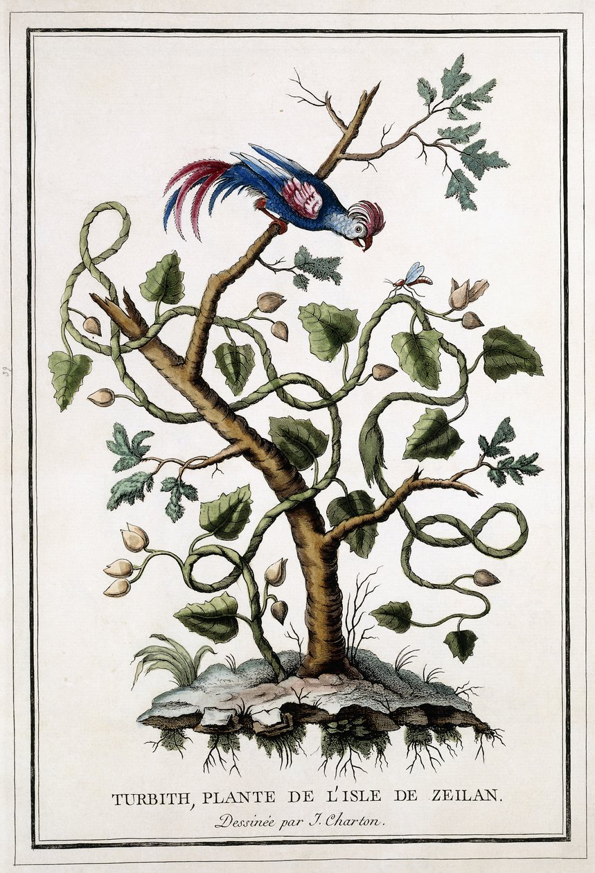 Turbith, növény Zeilan szigetéről, 1784 alkotó: French School