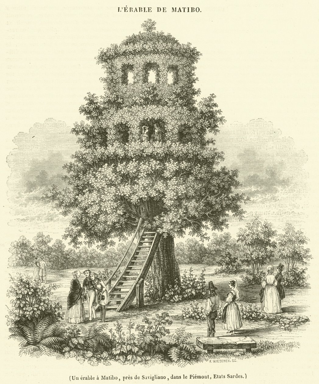 Juharfa Matibóban, Savigliano közelében, Piemontban, Szardínián (metszet) alkotó: French School