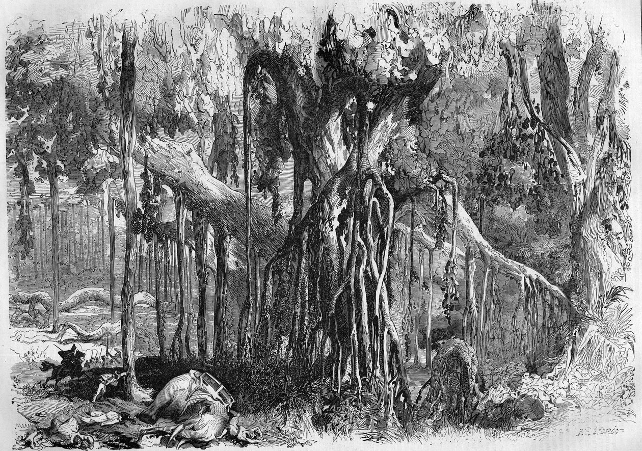 Banyan erdő Indiában alkotó: French School
