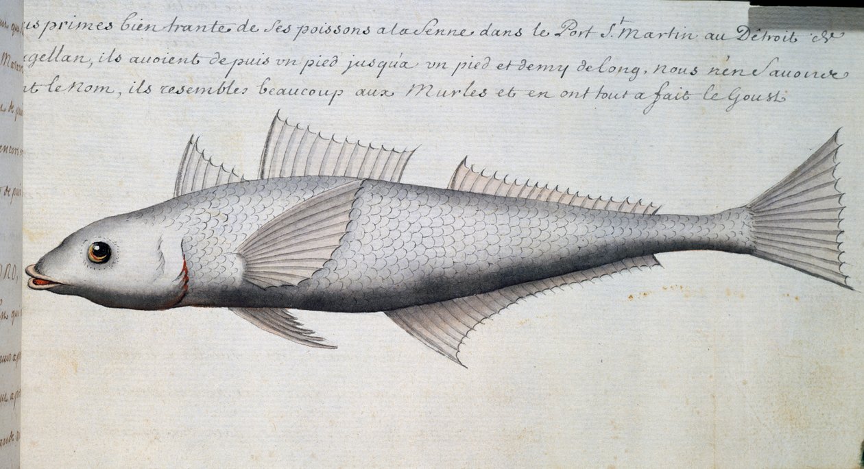 Ismeretlen hal, Magellán-szoros, akvarell Jacques Gouin de Beauchesne (1652-1730), a Compagnie royale de la Mer du Sud kapitánya, 1698-1701 között, Franciaország, naplójából. alkotó: French School