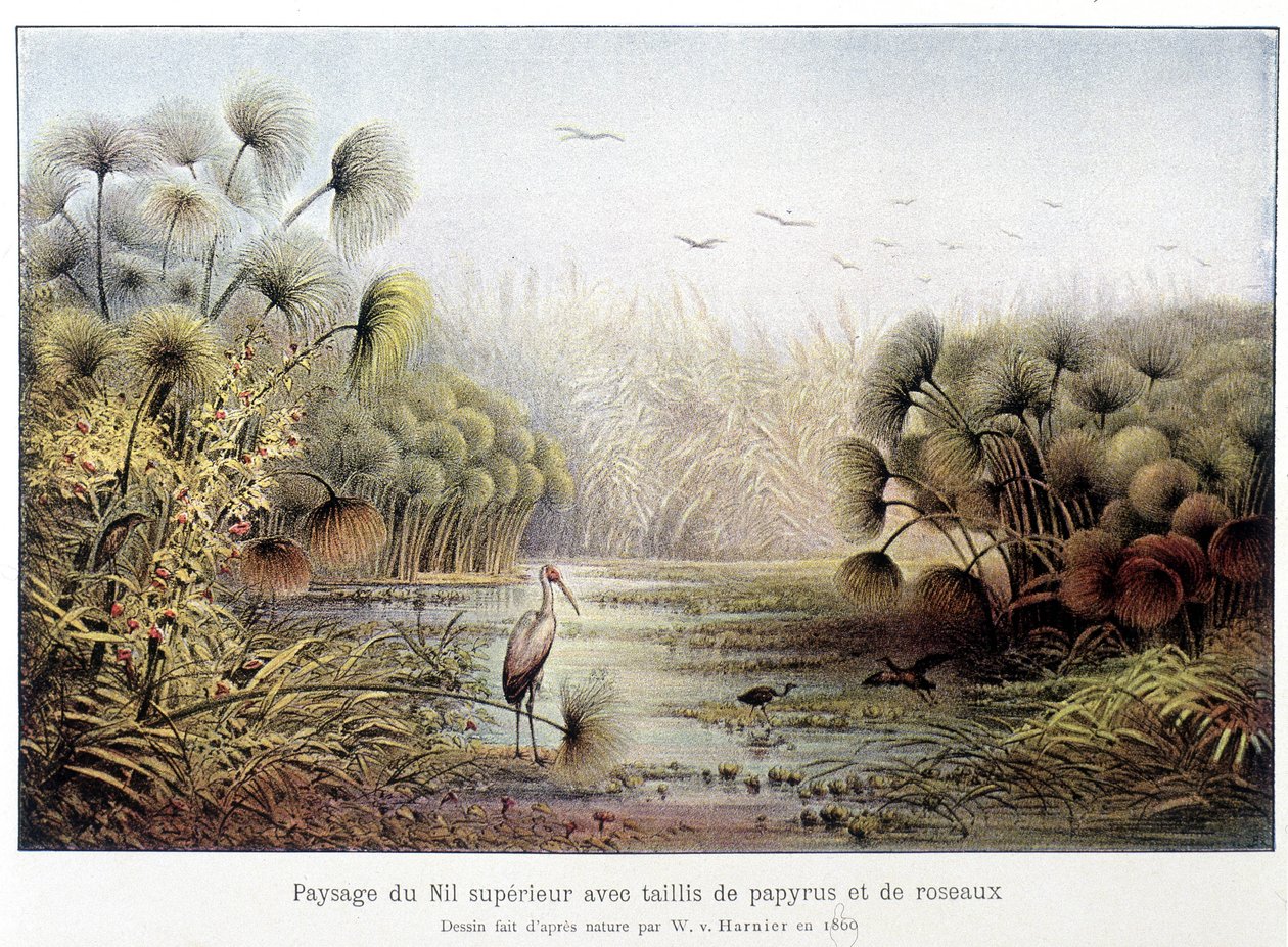 Felső-nílusi átjáró papirusz és nádas. alkotó: French School