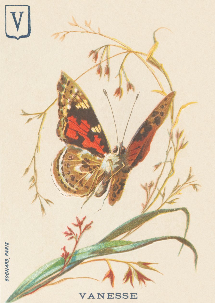 V: Vanesse (Vanessa cardui vagy steplady vagy Vanesse du Thistle) alkotó: French School