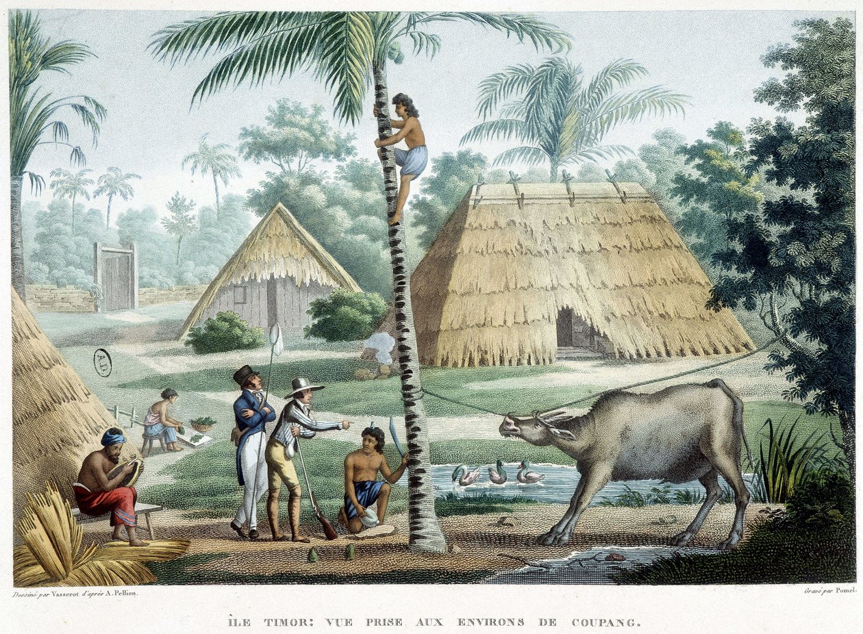 A kilátás Coupang környékén, Timor szigetén. alkotó: French School