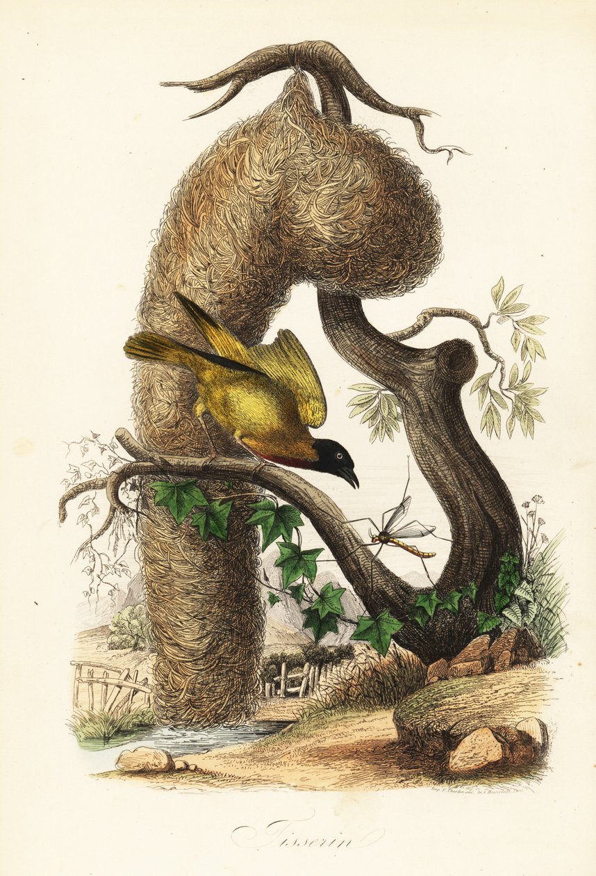 Falusi takács, Ploceus cucullatus, szőtt fű fészkével alkotó: French School