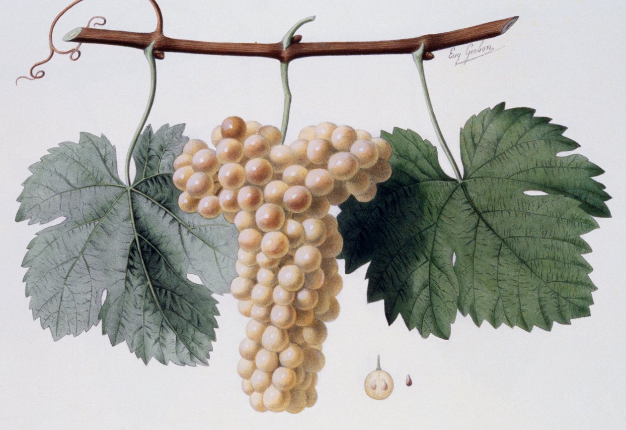 Viognier szőlőfajta, Viogne" vagy Petit Vionnier (Cote du Rhone), ampelográfia alkotó: French School