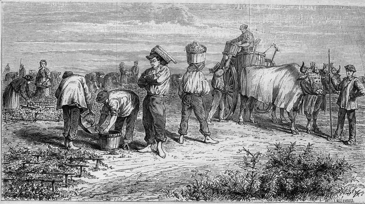 Szőlészet Medocban: szőlő szedés szüret közben. Metszet az 1868. január 11-i „” Le Monde Illustré”” 561. sz. alkotó: French School