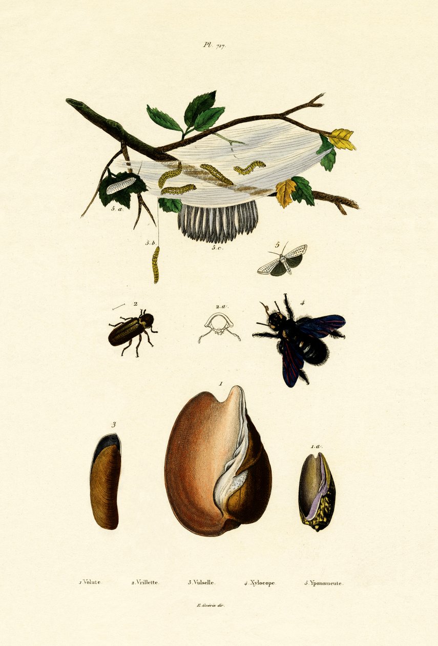 Volute Shell, 1833-39 alkotó: French School