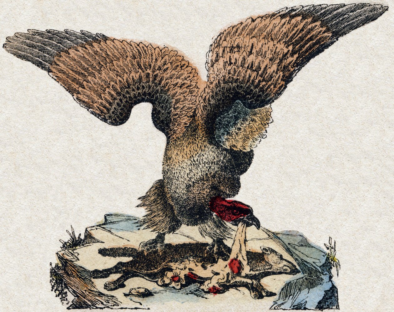 Keselyű. Metszet: „Alphabet des animaux sauvages””. 9. sorozat. Epinal, Pellerin, nyomdász-kiadó képei, 1870 körül. Metszetek fára, stencilezett. 16 oldal. Mérete: 20 x 15 cm. Magángyűjtemény alkotó: French School