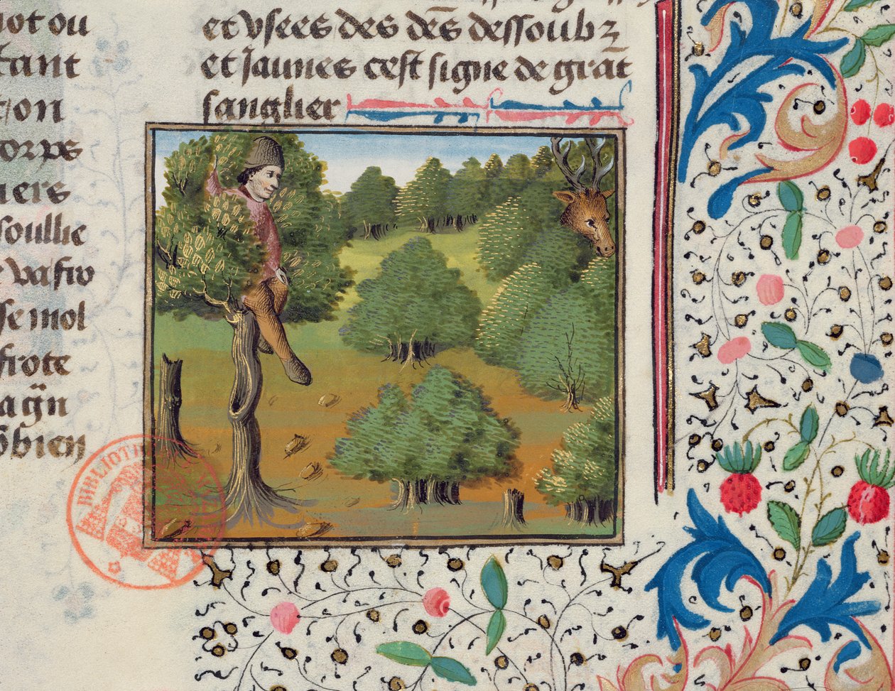 Egy fában rejtőző szarvasra várva, a Livre de la Chasse-ból, Gaston Phebus alkotó: French School