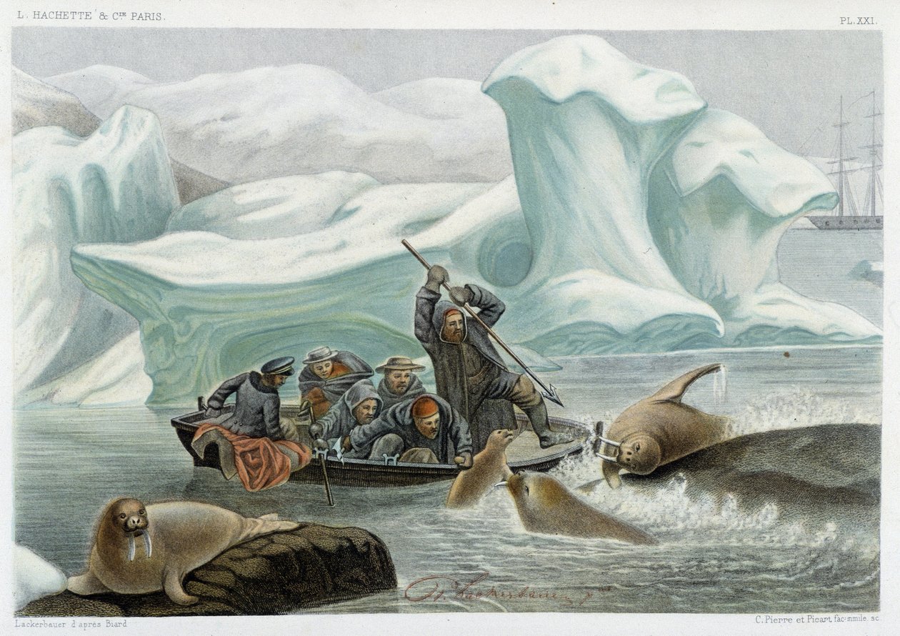 Rozmárvadászat – Alfred Fredol „Le monde de la mer” című könyvében, Hachette, Párizs alkotó: French School