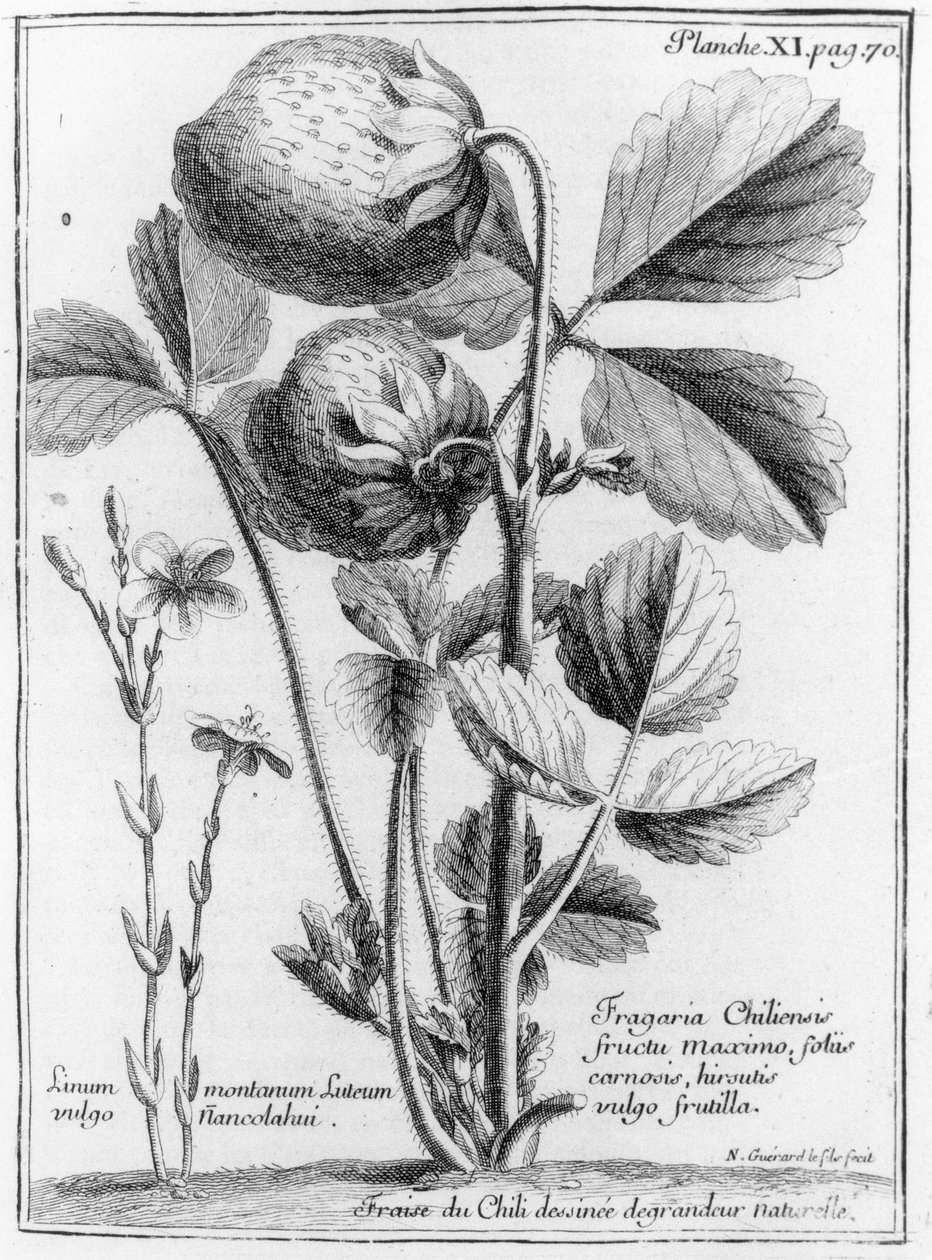 West Coast Pine Strawberry, A. F. Frezier: A Déli-tenger utazásának kapcsolata Chily és Peru partjaihoz 1712-1616, megjelent 1716 alkotó: French School