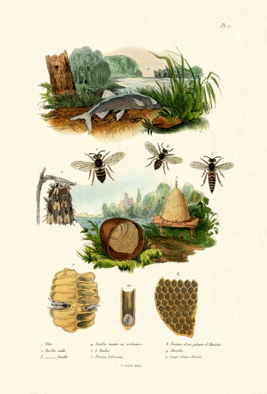 White Aspe, 1833-39 alkotó: French School