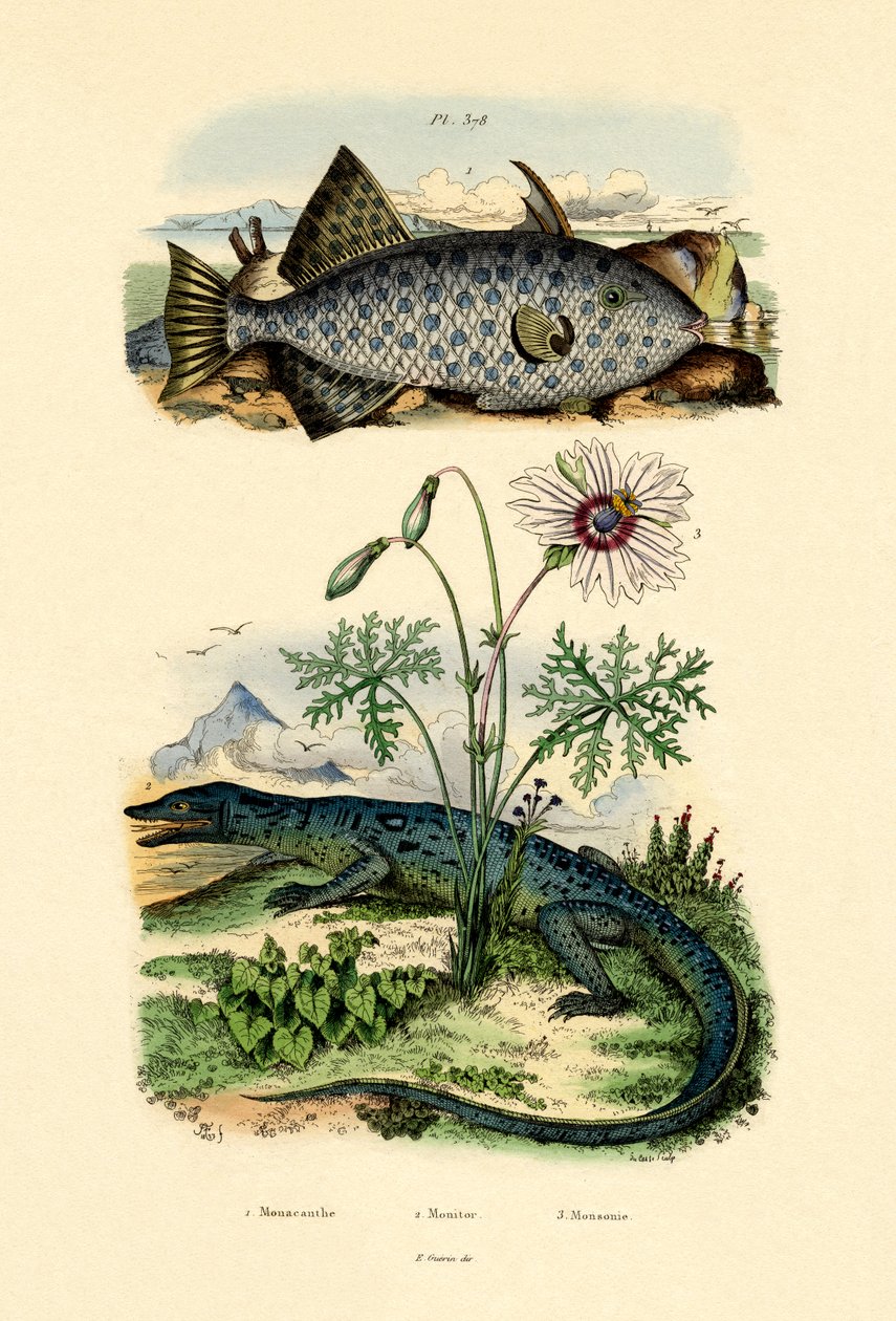 Fehérfoltos Filefish, 1833-39 alkotó: French School