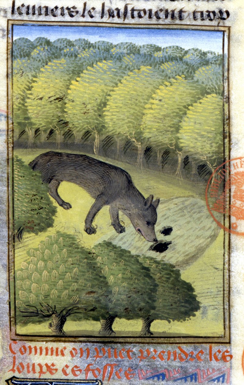 Farkas – a „” Gaston Phoebus, Foix grófja, Béarn ura” vadászkönyvében” alkotó: French School