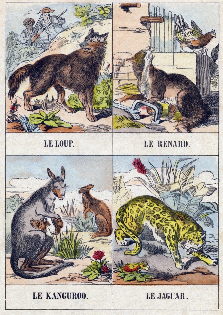 Farkas; Róka; Kenguru ; Jaguár. Metszet „Buffon Alphabet des Animaux". 3. sorozat N 1. Epinal képalkotása, Epinal, 19. század vége. 16 oldal. Mérete: 28x21 cm alkotó: French School