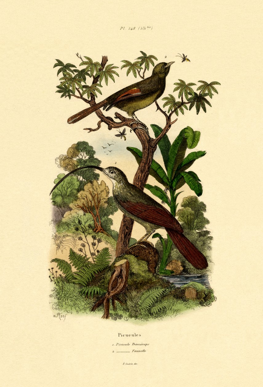 Woodcreeper, 1833-39 alkotó: French School