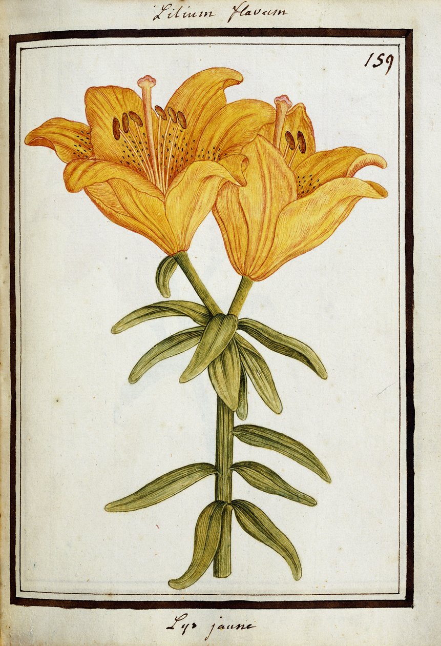 Sárga liliom, 1700 körül alkotó: French School