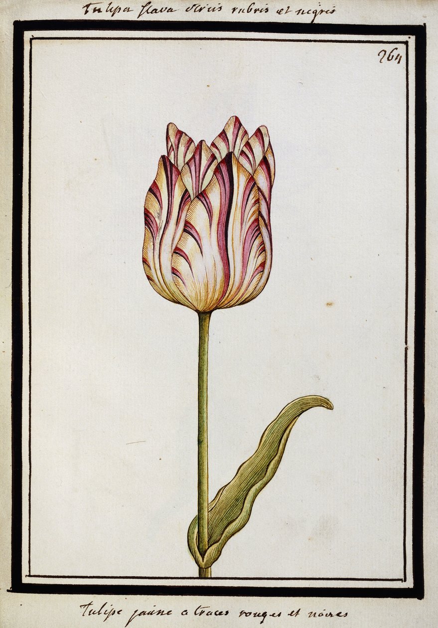 Portolan térkép Nyugat-Európa és Észak-Afrika, 1578 alkotó: French School