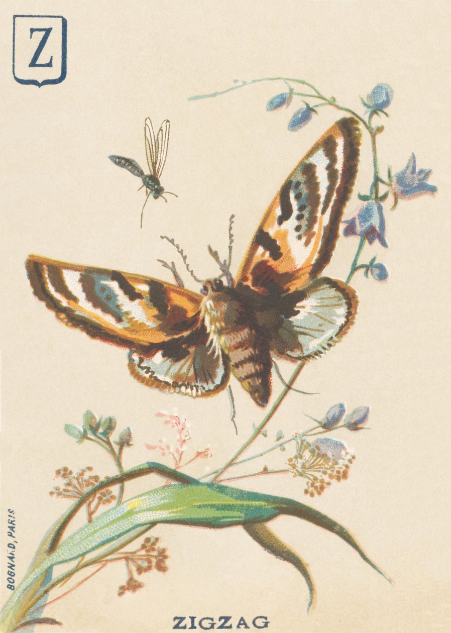 Z: Cikcakk (Lymantria dispar vagy disparate Bombyx) alkotó: French School