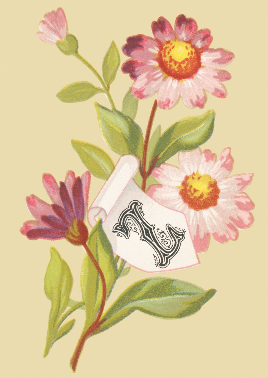 Z: Zinnia – Hamis pelyhek alkotó: French School