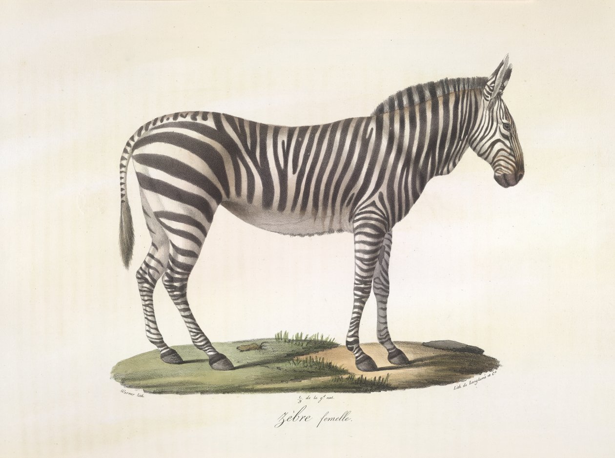 Női zebra. Nőstény zebra, az emlősök természetrajzából (színes litho) alkotó: French School