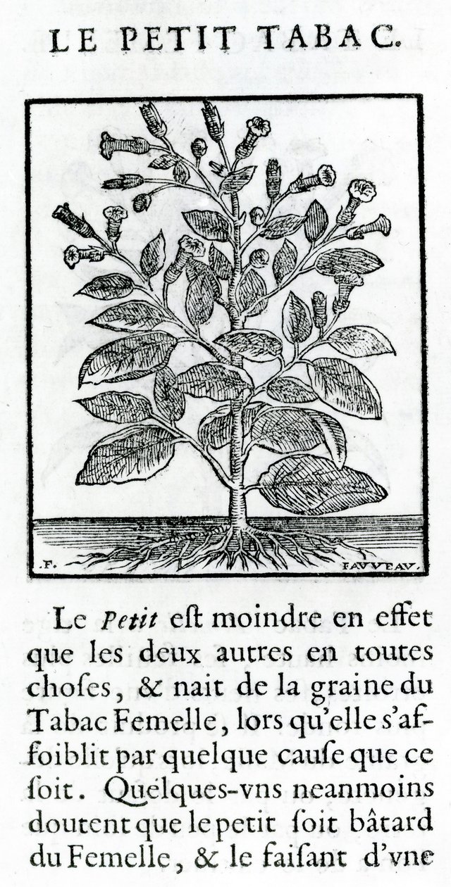 A kis dohány, Jean Le Royer de Prade illusztrációja a Dohányról szóló diskurzusból, 1671 alkotó: French School