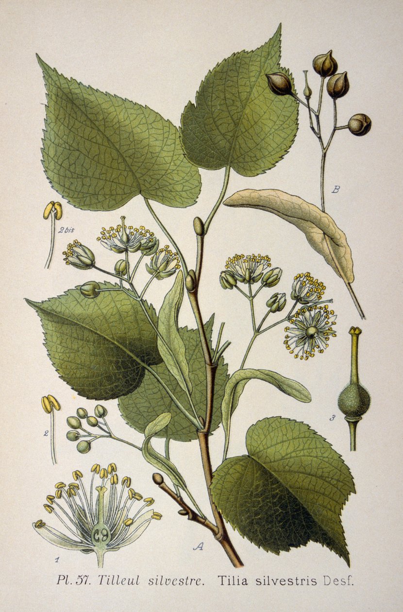 a "Tilia Silvestris", a fafélék nemzetségének levelei alkotó: French School