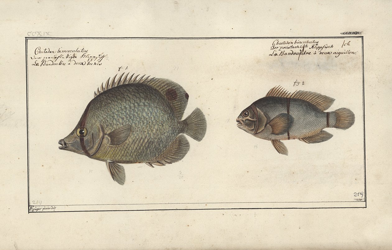 Chaetodon ocellatus, 1790 előtt alkotó: Friedrich August Kruger