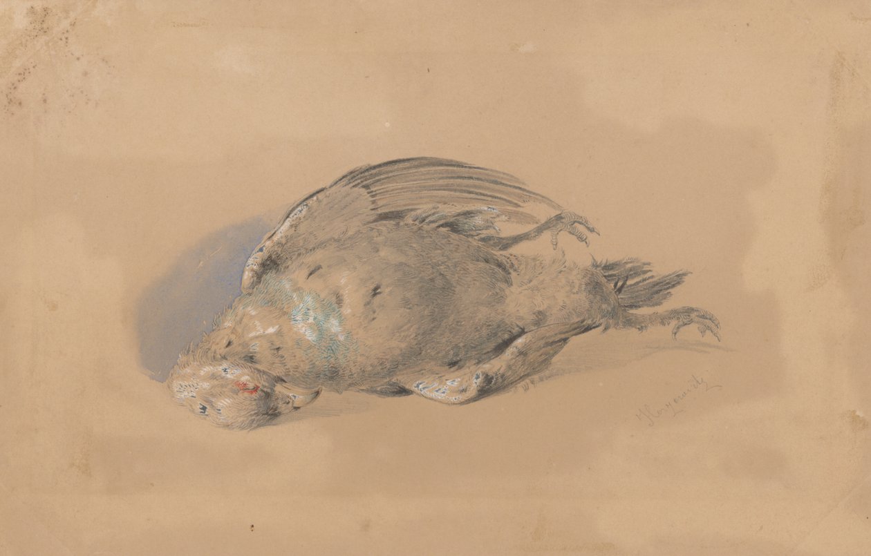 Dead Grouse alkotó: Friedrich Carl von Scheidlin