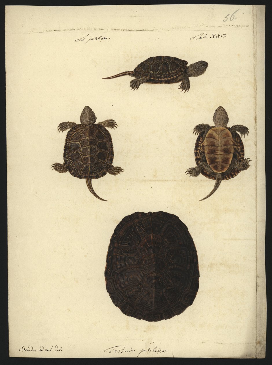 Emys orbicularis, 1801 előtt alkotó: Friedrich Wilhelm Wunder
