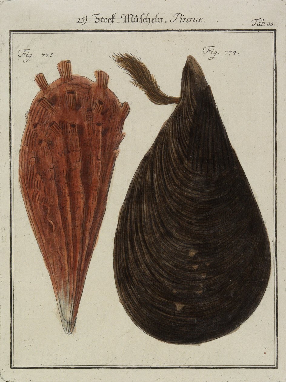 Kagylók, a Neues Systematisches Conchylien-Cabinet-től (Az új rendszeres kagylószekrény), 1784 (kézzel színezett rézkarc és metszet) alkotó: Friedrich Heinrich Wilhelm Martini