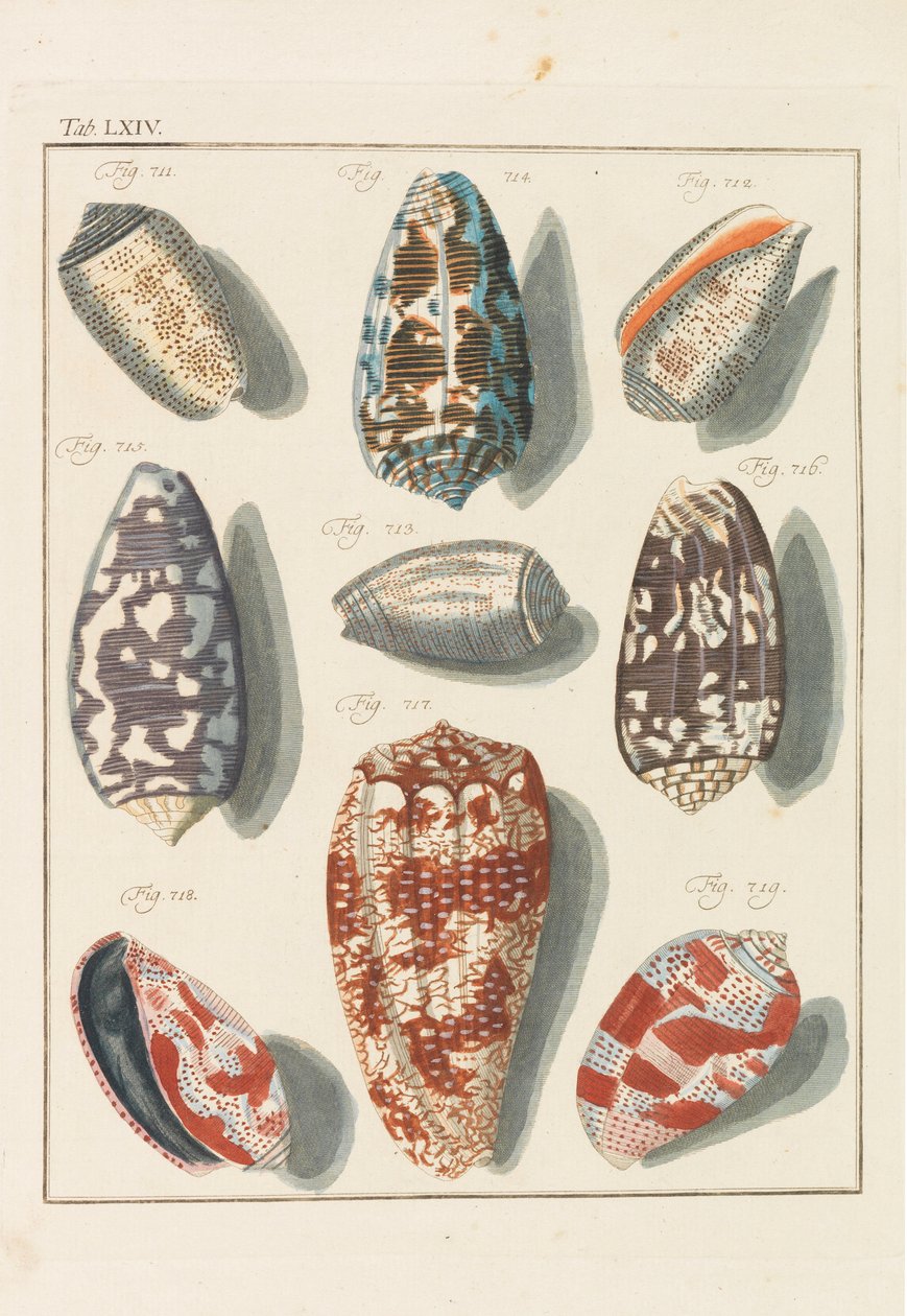 Új szisztematikus conchylia kabinet, 1768. alkotó: Friedrich Heinrich Wilhelm Martini