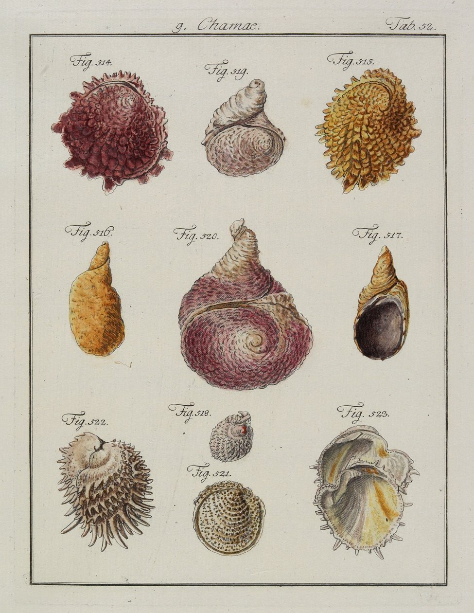 Tengeri kagylók: Neues systematisches Conchylien-Cabinet, 1784 (kézi színezett metszet és metszet). alkotó: Friedrich Heinrich Wilhelm Martini