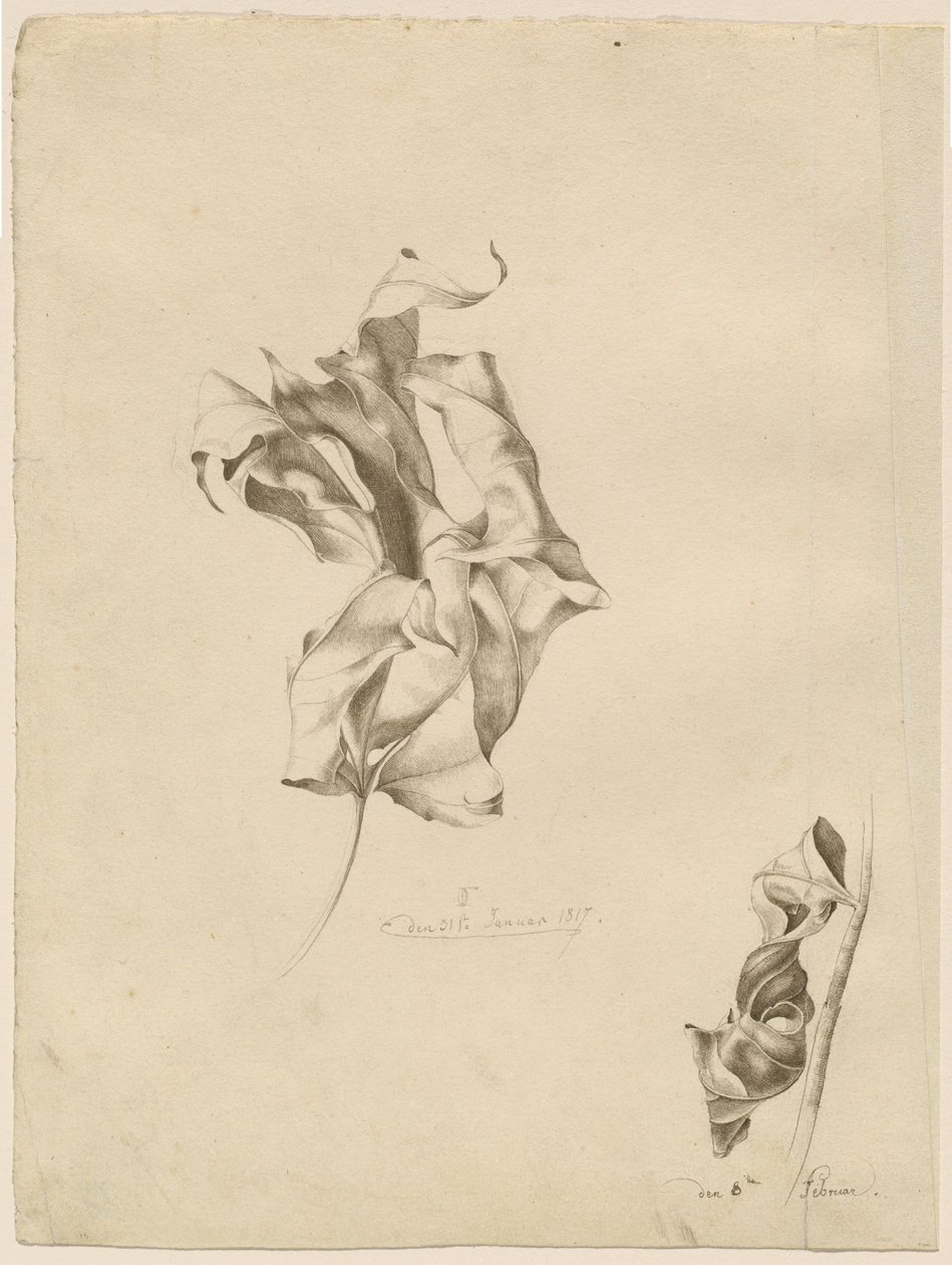 Tömörödött levelek alkotó: Friedrich Olivier