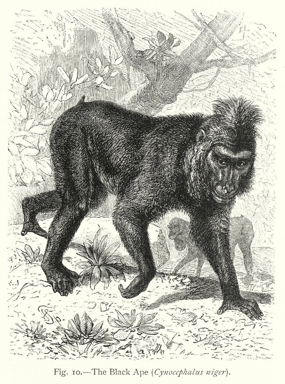  alkotó: Friedrich Specht