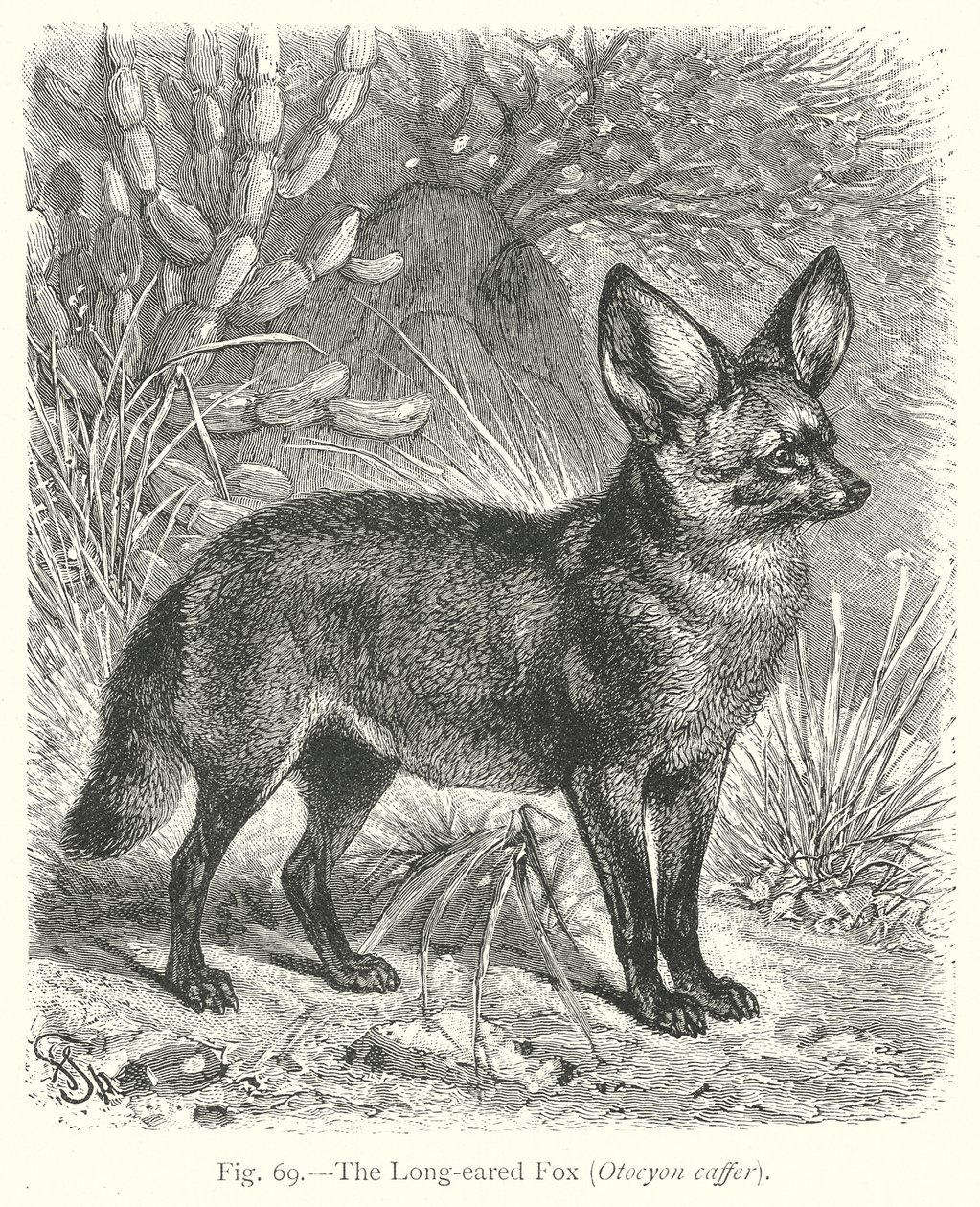  alkotó: Friedrich Specht