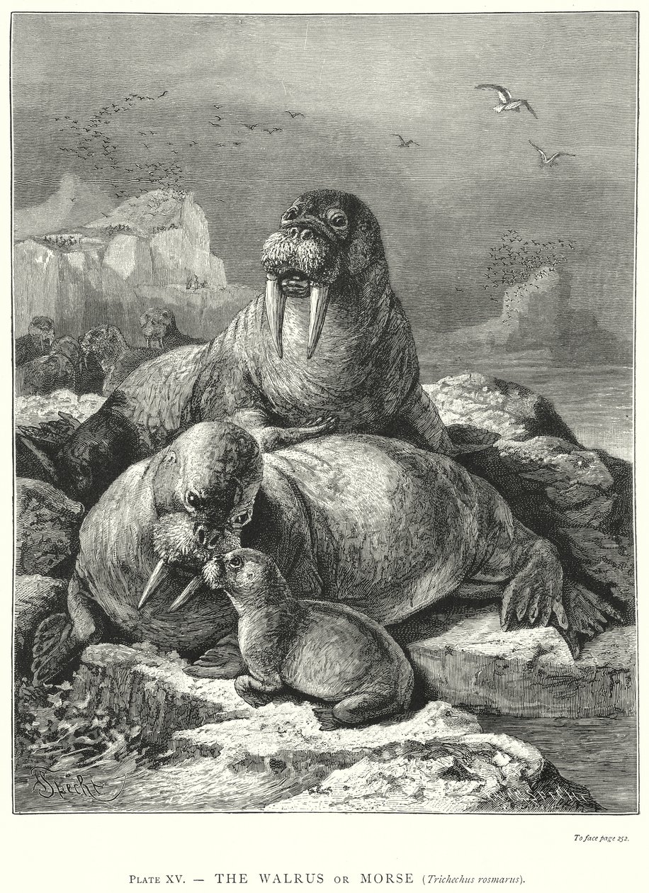  alkotó: Friedrich Specht