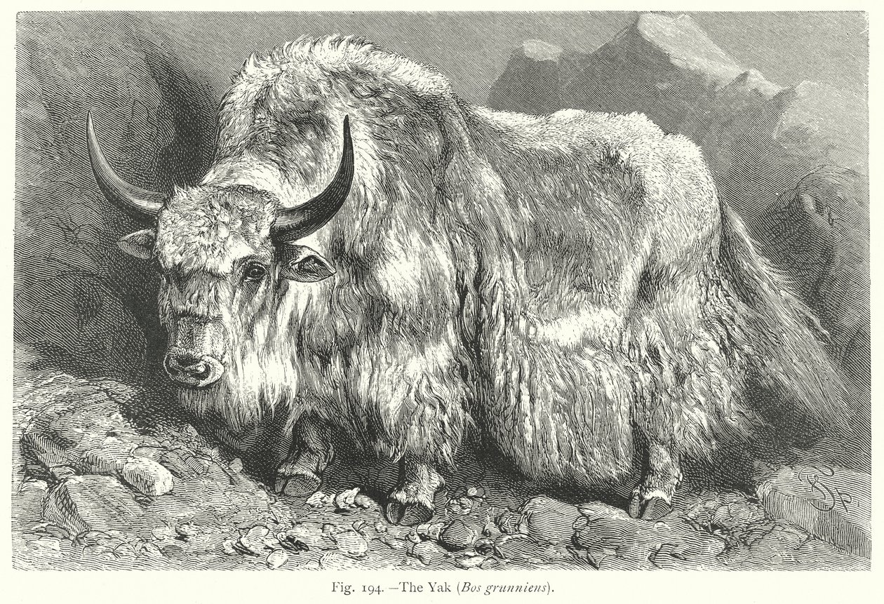  alkotó: Friedrich Specht