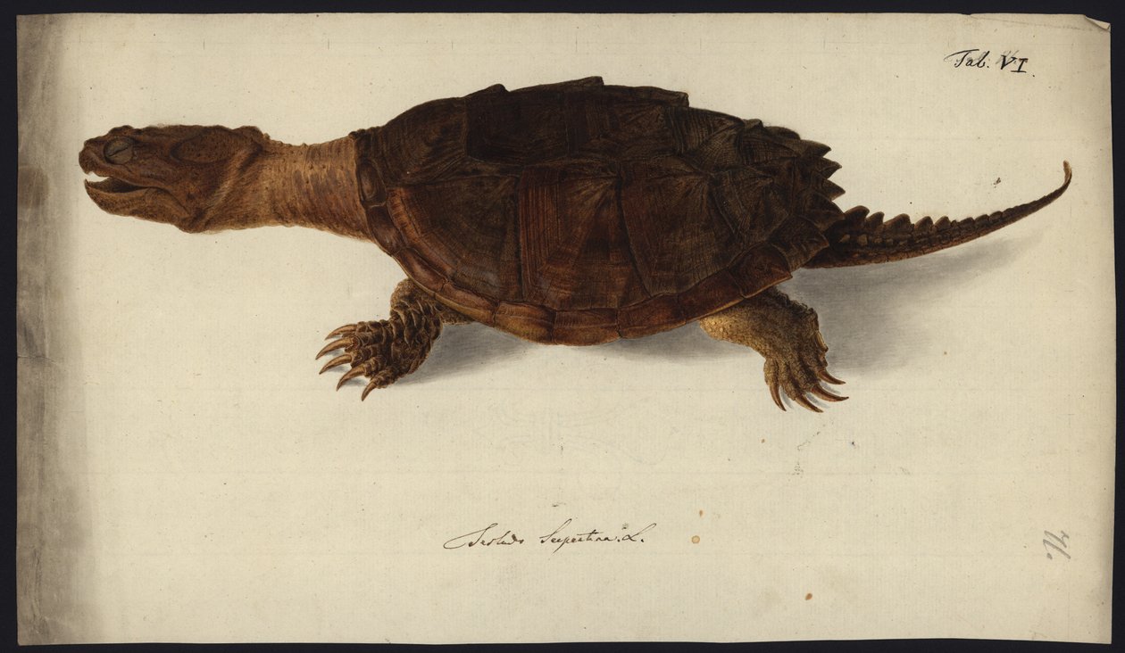 Chelydra serpentina, 1792 előtt alkotó: Friedrich Wilhelm Wunder