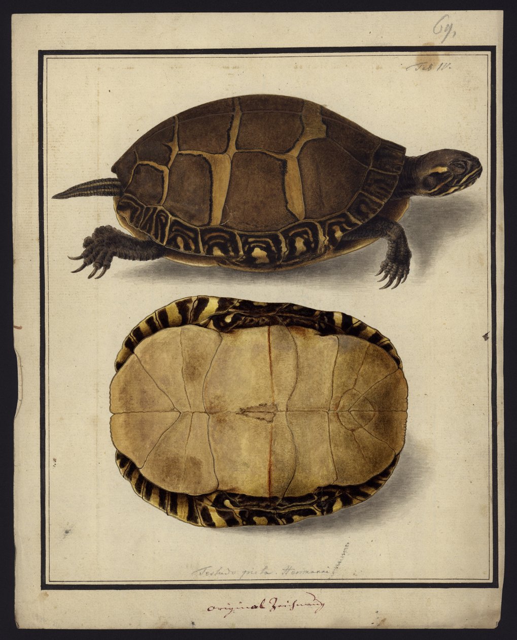 Chrysemys picta, 1792 előtt alkotó: Friedrich Wilhelm Wunder