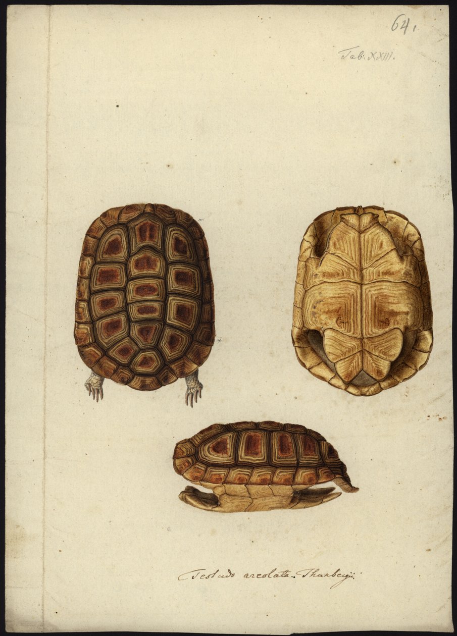Homopus areolatus, 1792 előtt alkotó: Friedrich Wilhelm Wunder
