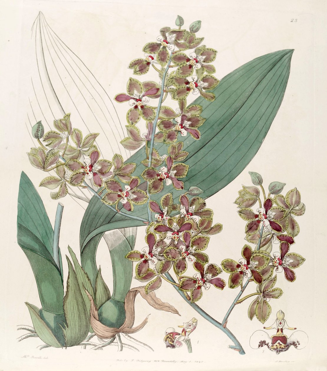 Trichocentrum microchilum (syn. Oncidium microchilum) alkotó: G. Barclay