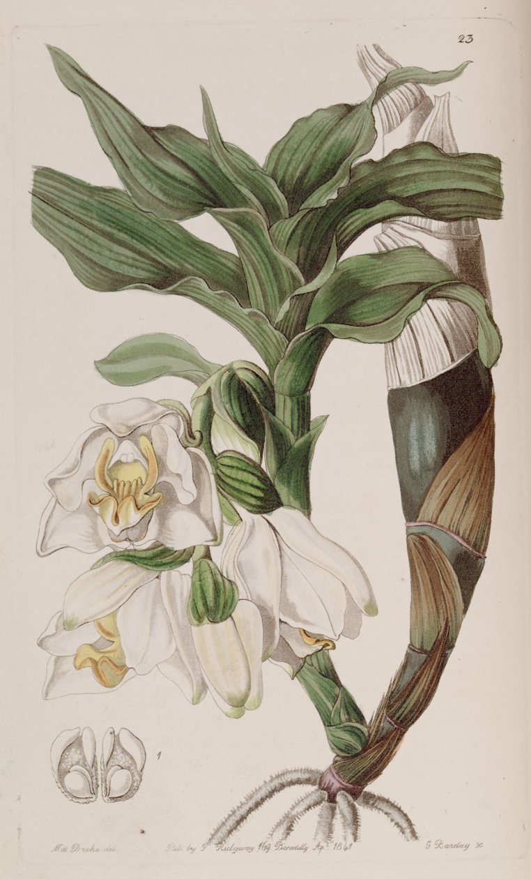 Chysis bractescens alkotó: G. Watts