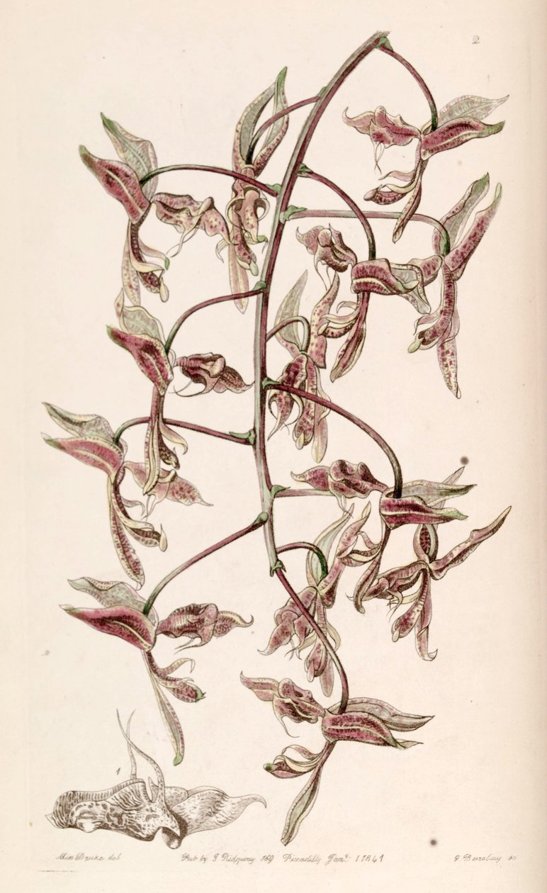 Gongora bufonia alkotó: G. Watts