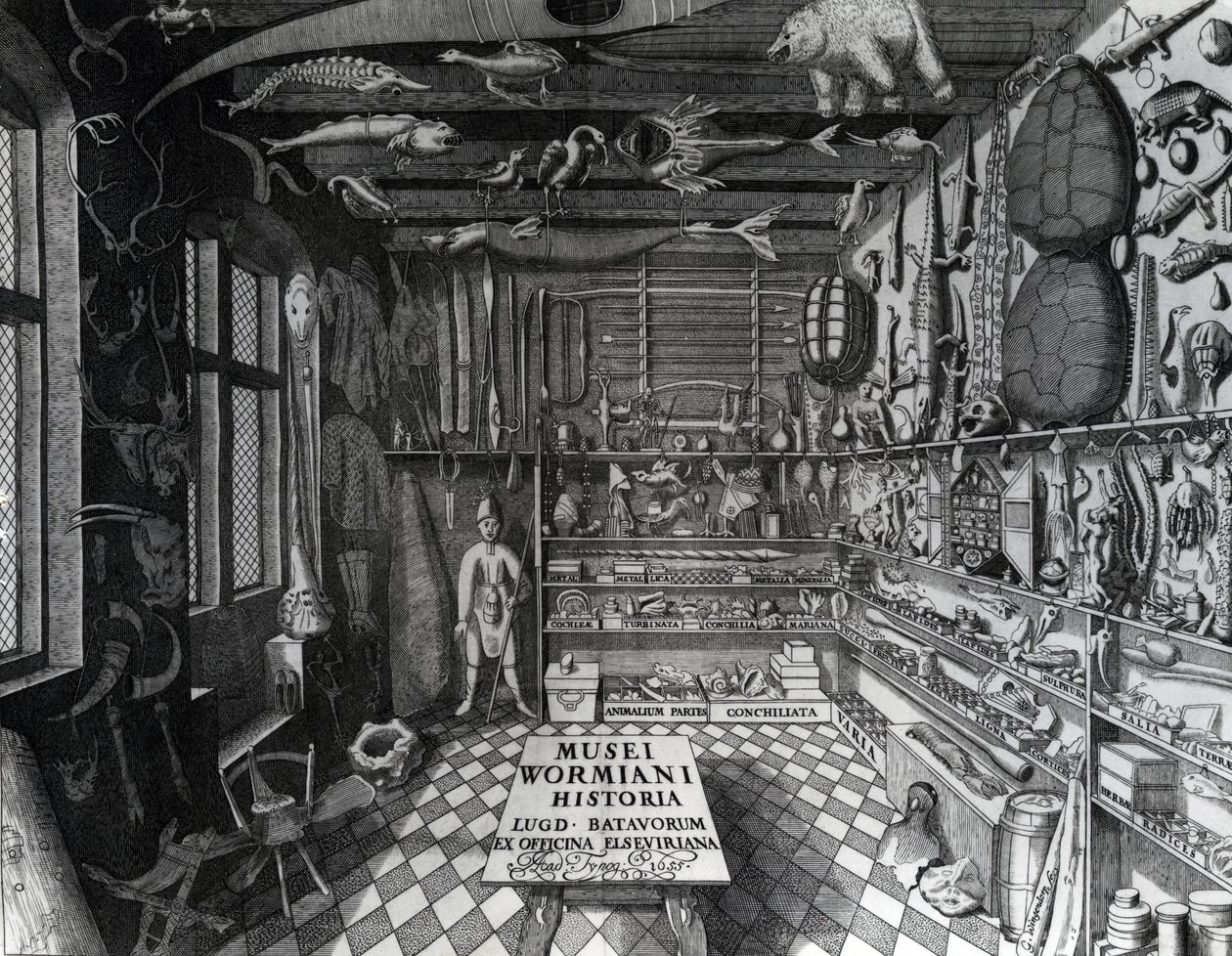 Ole Worm "Museum Wormianum" című, 1655-ben kiadott művének címlapképe Ole Worm kuriózumkabinetjéről. alkotó: G. Wingendorp