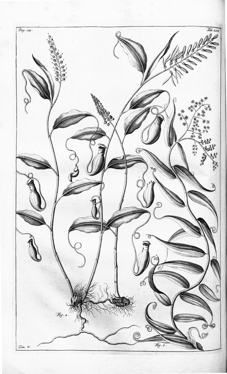 Cantharifera és Flagellaria indica a Herbarium amboinense -ből, alkotó: G.E. Rumphius