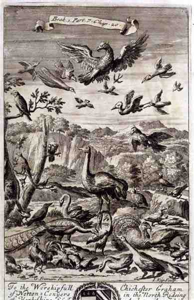Változatos madarak, illusztráció az 1. könyv 7. részéből, Anthony Le Grand „A filozófia alapelvei” 20. fejezetéből, vésette Johannes Kip (1652/3-1722) alkotó: G Freman
