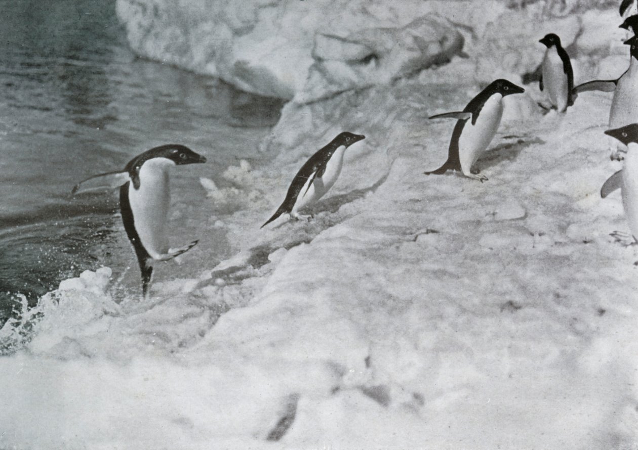 Pingvinek ugrálnak a jéglábra, c1911, 1913. alkotó: G. Murray Levick